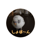 インコのフクちゃん（個別スタンプ：11）