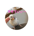 インコのフクちゃん（個別スタンプ：12）