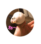 インコのフクちゃん（個別スタンプ：13）