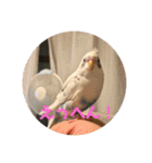 インコのフクちゃん（個別スタンプ：14）