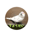 インコのフクちゃん（個別スタンプ：15）