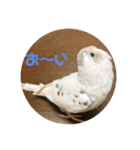 インコのフクちゃん（個別スタンプ：16）