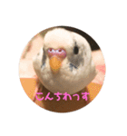 インコのフクちゃん（個別スタンプ：17）