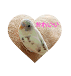 インコのフクちゃん（個別スタンプ：19）