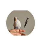 インコのフクちゃん（個別スタンプ：20）
