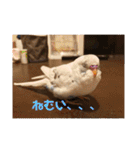 インコのフクちゃん（個別スタンプ：21）