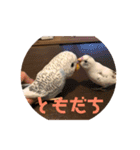 インコのフクちゃん（個別スタンプ：23）