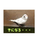 インコのフクちゃん（個別スタンプ：24）