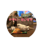インコのフクちゃん（個別スタンプ：25）