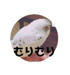 インコのフクちゃん（個別スタンプ：27）