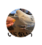 インコのフクちゃん（個別スタンプ：29）