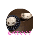 インコのフクちゃん（個別スタンプ：30）