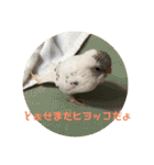 インコのフクちゃん（個別スタンプ：31）