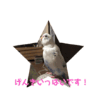 インコのフクちゃん（個別スタンプ：32）
