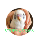 インコのフクちゃん（個別スタンプ：33）