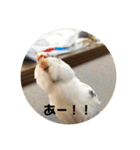 インコのフクちゃん（個別スタンプ：34）