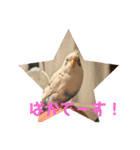 インコのフクちゃん（個別スタンプ：36）