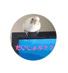 インコのフクちゃん（個別スタンプ：37）