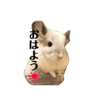 チンチラのおもちだよ（個別スタンプ：1）
