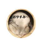 チンチラのおもちだよ（個別スタンプ：2）