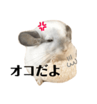チンチラのおもちだよ（個別スタンプ：4）