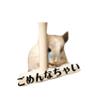 チンチラのおもちだよ（個別スタンプ：5）