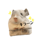 チンチラのおもちだよ（個別スタンプ：10）
