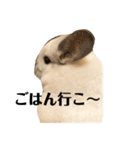 チンチラのおもちだよ（個別スタンプ：14）