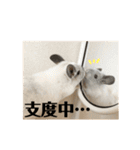 チンチラのおもちだよ（個別スタンプ：15）