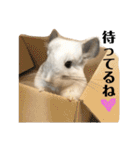 チンチラのおもちだよ（個別スタンプ：16）