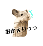 チンチラのおもちだよ（個別スタンプ：18）