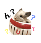 チンチラのおもちだよ（個別スタンプ：19）
