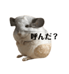 チンチラのおもちだよ（個別スタンプ：26）