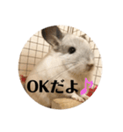 チンチラのおもちだよ（個別スタンプ：27）