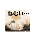 チンチラのおもちだよ（個別スタンプ：30）