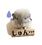 チンチラのおもちだよ（個別スタンプ：34）