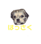 はっさくのスタンプ①（個別スタンプ：19）