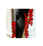 はちわれちゃーぼ ver.6（個別スタンプ：15）