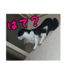 はちわれちゃーぼ ver.6（個別スタンプ：17）