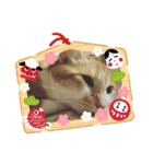 かわニャン（個別スタンプ：3）