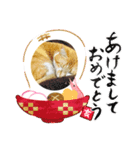 かわニャン（個別スタンプ：27）
