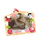かわニャン（個別スタンプ：30）