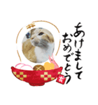 かわニャン（個別スタンプ：37）
