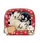 セミ丸6（個別スタンプ：13）