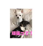 チワワんこ 小次郎＆ゆきん（個別スタンプ：22）