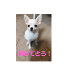 チワワんこ 小次郎＆ゆきん（個別スタンプ：23）