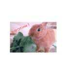 うさぎの毎日Every day of the rabbit（個別スタンプ：1）