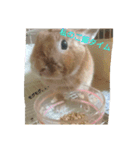 うさぎの毎日Every day of the rabbit（個別スタンプ：2）