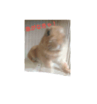 うさぎの毎日Every day of the rabbit（個別スタンプ：3）