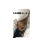 うさぎの毎日Every day of the rabbit（個別スタンプ：5）